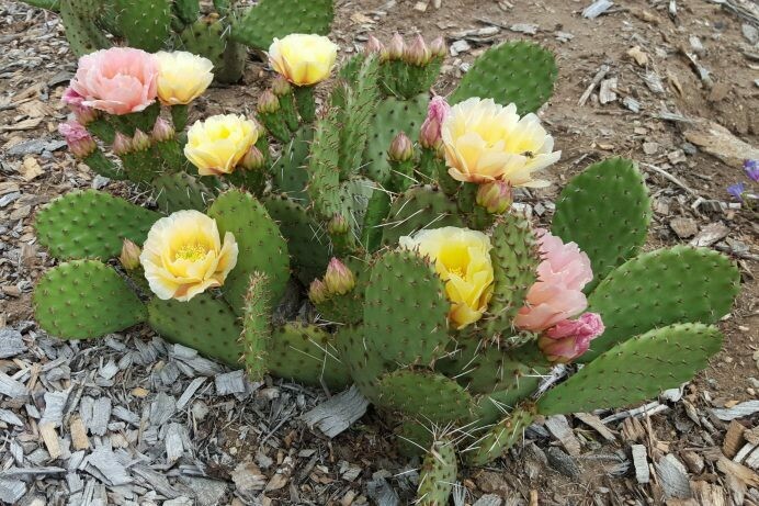 Opuntia ‘Pina Colada’