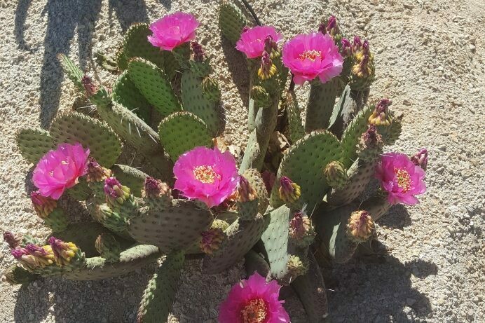 Opuntia aurea ‘Coombe’s Winter Glow’