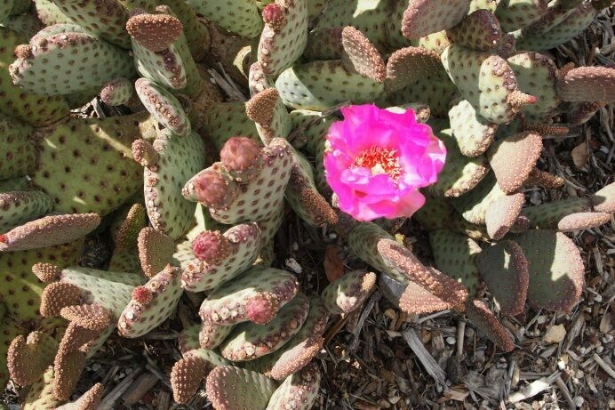 Opuntia basilaris ‘Caudata’
