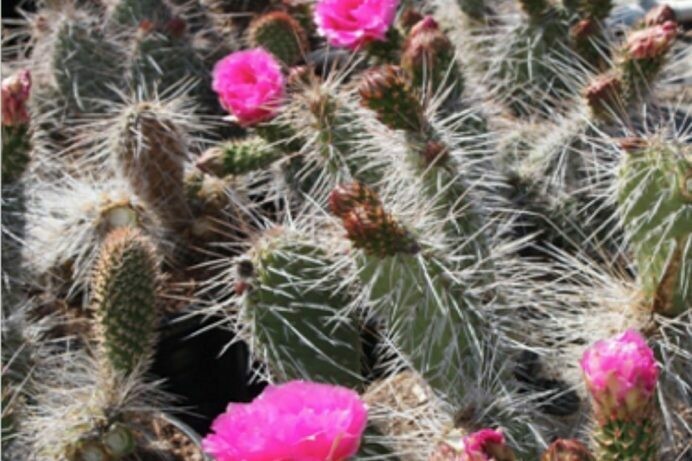 Opuntia erinaceae