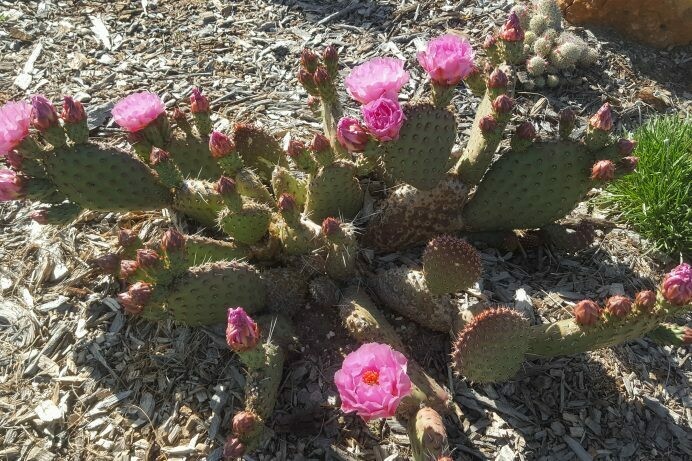 Opuntia hyb ‘Saucey’