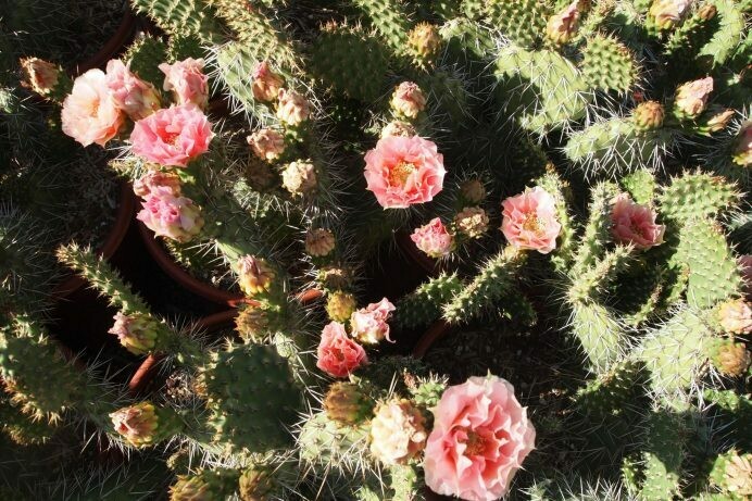 Opuntia rhodantha ‘Grand Mesa Peach’