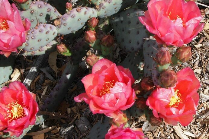 Opuntia basilaris hybrid ‘Baby Rita’
