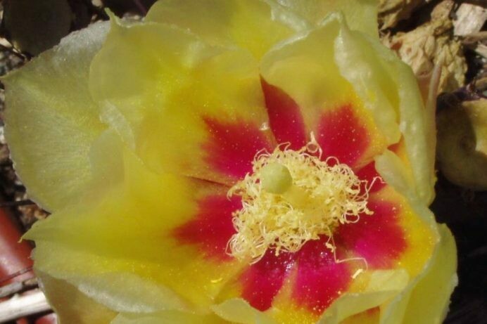 Opuntia macrocentra