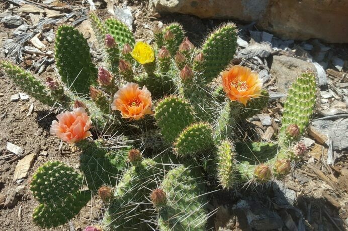 Opuntia polycantha