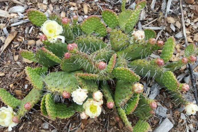 Opuntia rhodantha ‘Snowball’