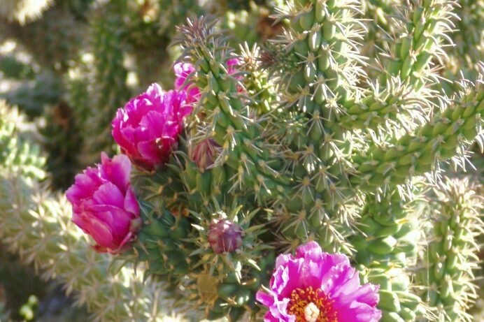 Opuntia spinosior ‘Cane Cholla’