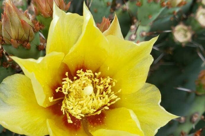 Opuntia hyb. ‘Goldie Rita’