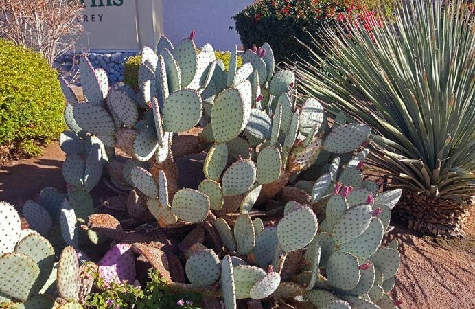 Opuntia hyb. ‘Señorita’