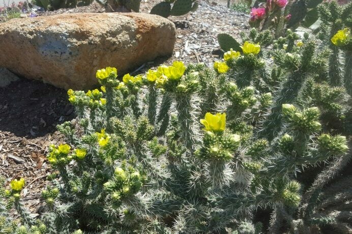 Opuntia whipplei
