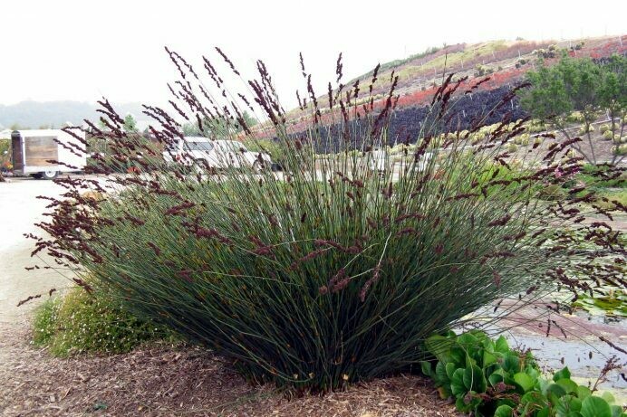 Chondropetalum tectorum