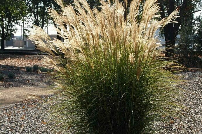 Miscanthus ‘Sentinel’