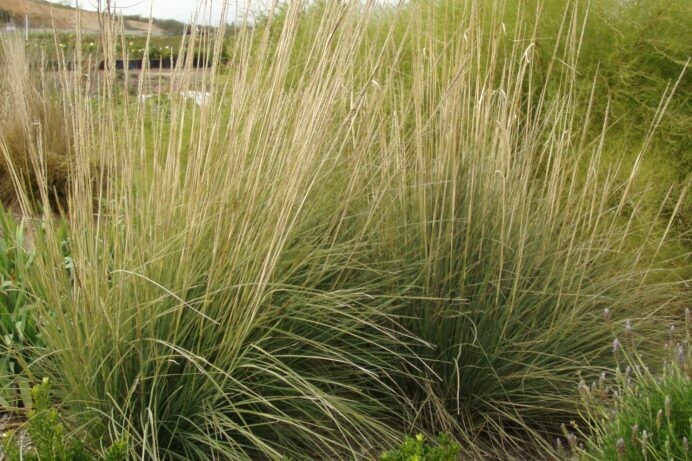 Muhlenbergia lindheimeri