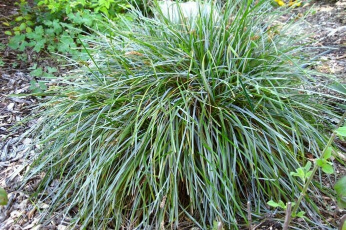 Sesleria caeruela