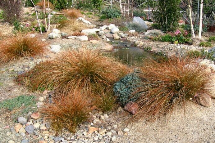 Carex testacea diversifolia