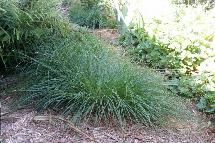 Carex tumicola diversifolia