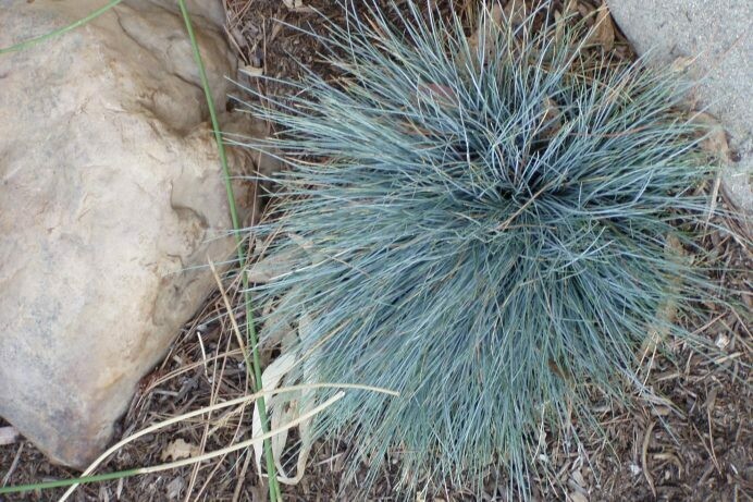 Festuca ovina glauca nana