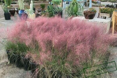 Muhlenbergia capillaris Pink Wisp Grass