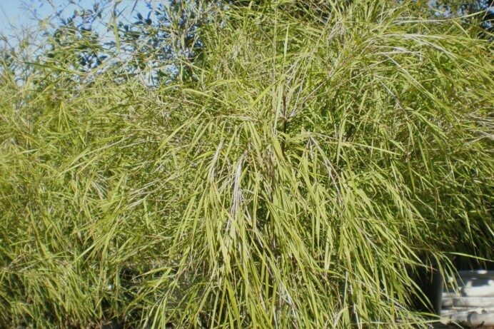 Otatea acuminata aztecorum