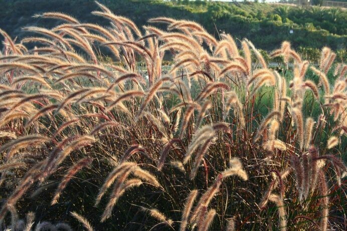 Pennisetum setaceum rubrum ‘Red Fountain Grass’