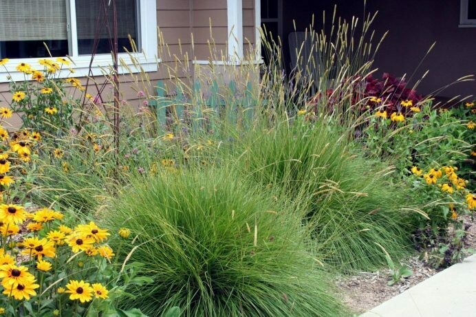 Pennisetum spatheolatum