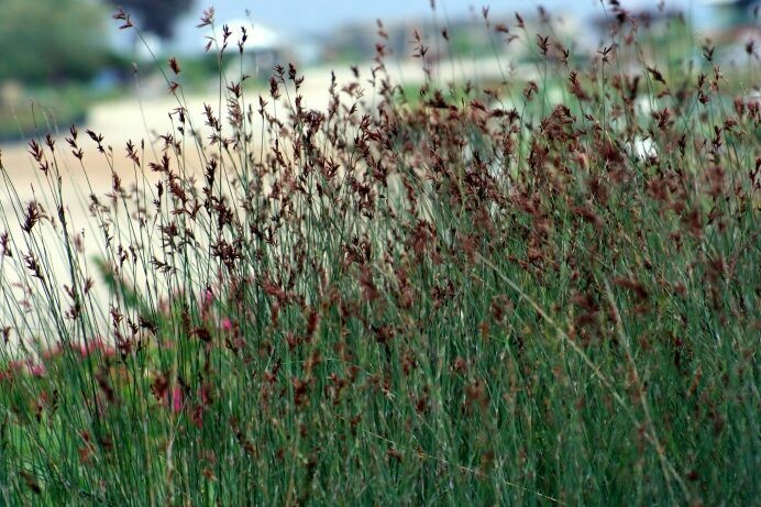 Thamnochortus insignis