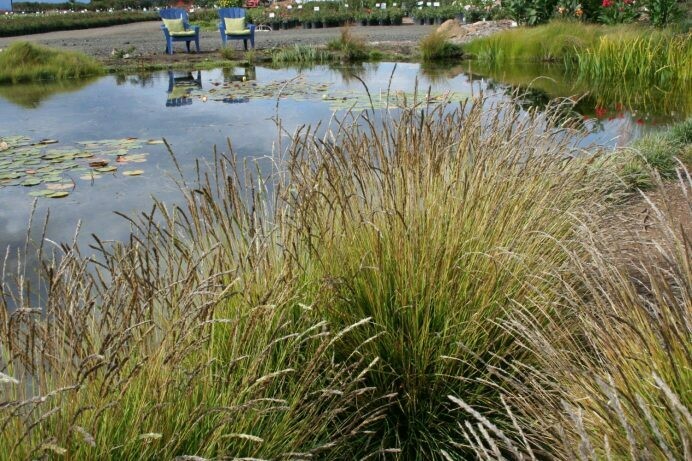 Sesleria autumnalis