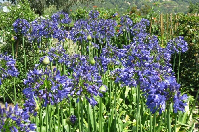 Agapanthus ‘Thundercloud’