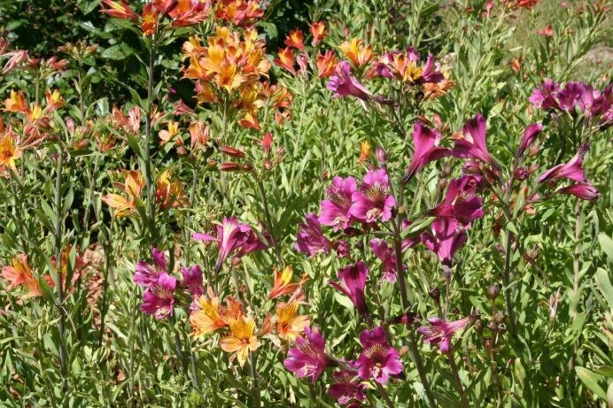 Alstroemeria sp.
