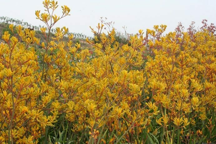 Anigozanthos hyb. Kangaroo Paws