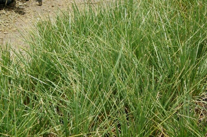 Festuca mairei