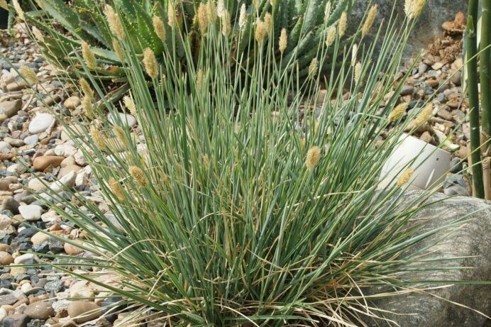 Sesleria nitida Blue Bristle Grass