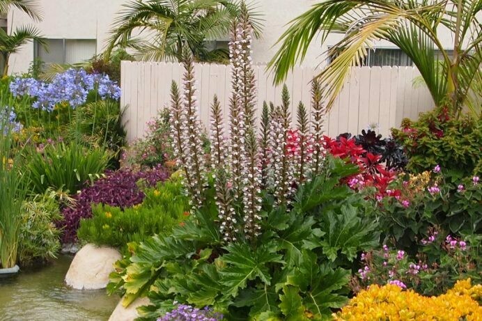 Acanthus mollis ‘Bear’s Breech’