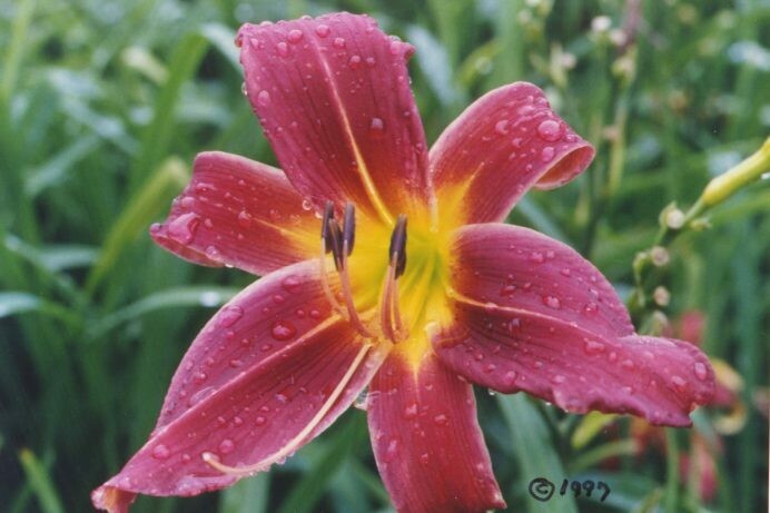 Hemerocallis Deep Wine