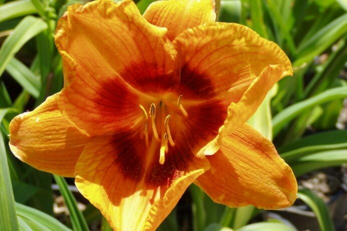 Hemerocallis Eye-yi-yi