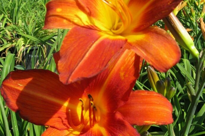 Hemerocallis hyb. Short Primo