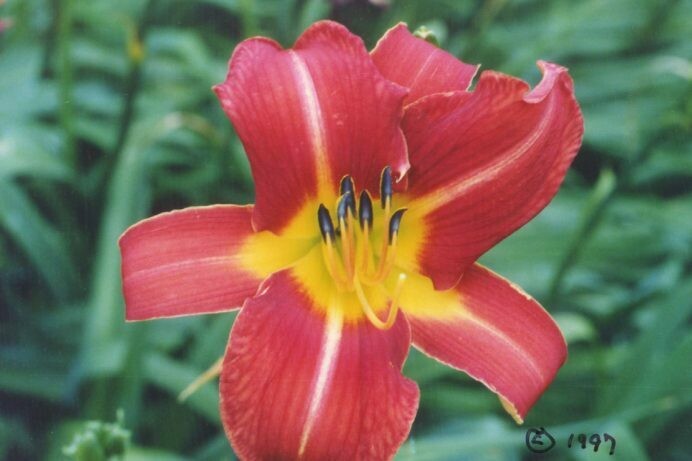 Hemerocallis Lightning Berry