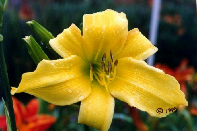 Hemerocallis Premium Lemon Yellow