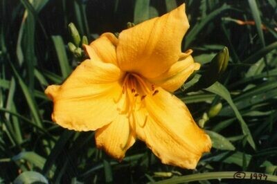 Hemerocallis Suntwist