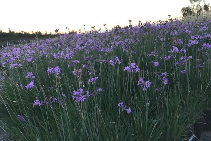 Tulbaghia violacea