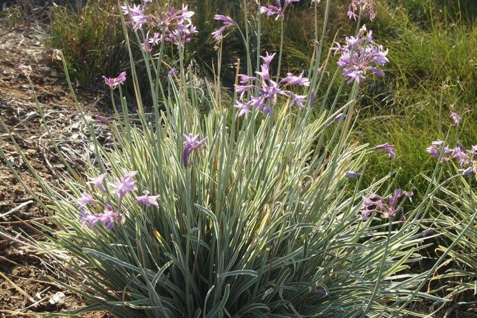 Tulbaghia violacea variegata
