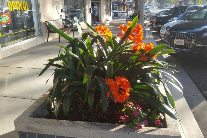 Clivia miniata