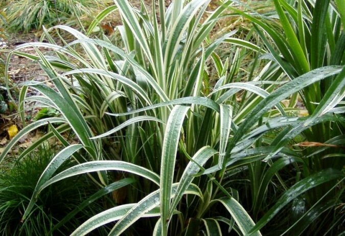 Dianella tasmanica variegata