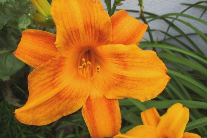 Hemerocallis Bell Orange
