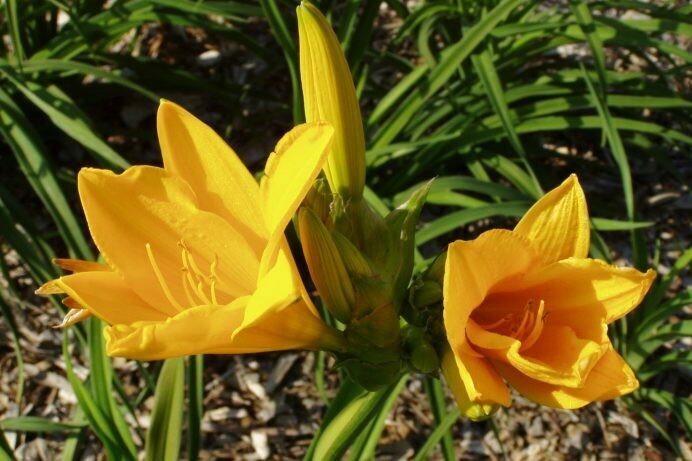 Hemerocallis Bright & Tight