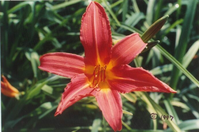 Hemerocallis Cardinal Spokes