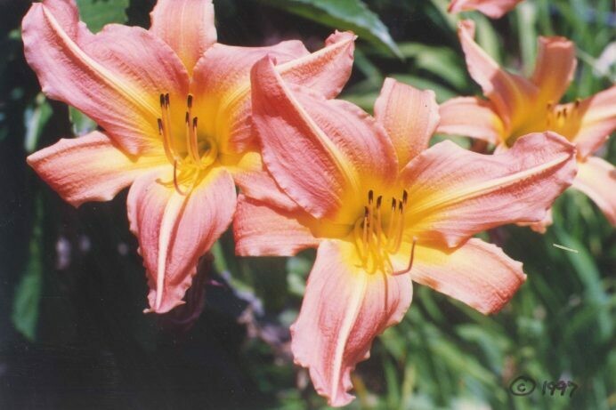 Hemerocallis Peachy Keen