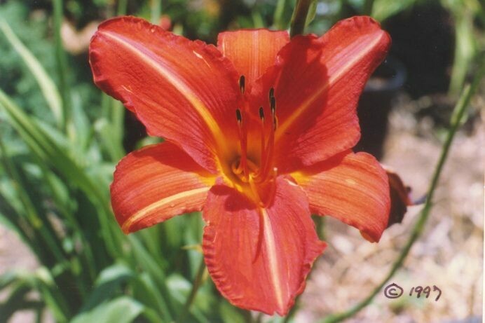 Hemerocallis Primo