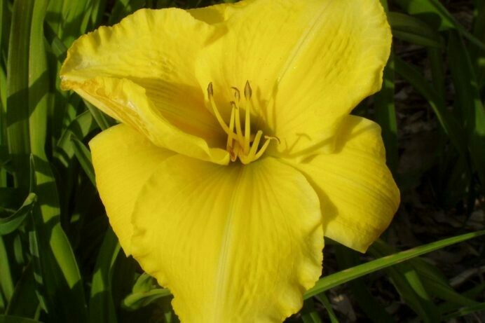 Hemerocallis Quick Results