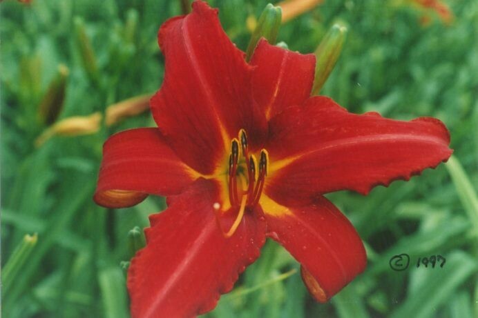 Hemerocallis Suave